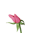 husa